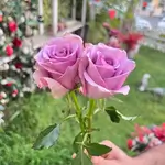 Single Flowers - Dusty Purple